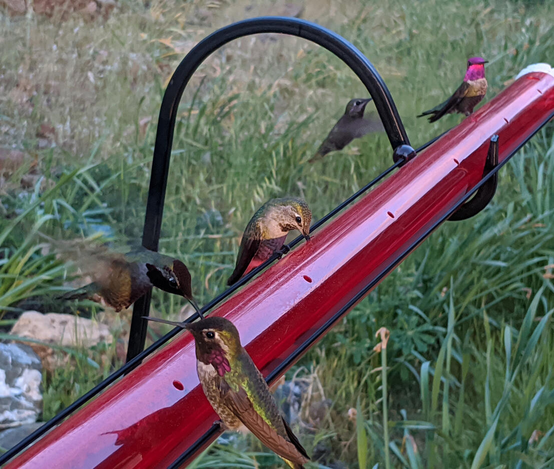 48" feeder on shephard's hooks