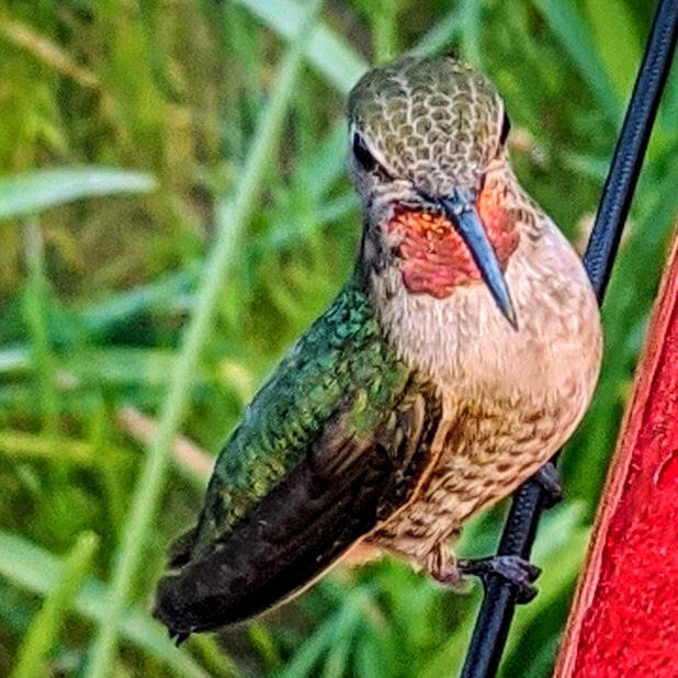 Female Anna's hummingbird